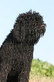 BARBET 036